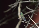 Broad-billed Hummingbird (Male)