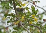 Black-tailed Gnatcatcher (Immature)