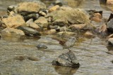 Swamp Sparrow