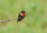 Hummingbird (Male)