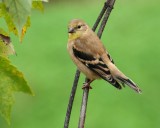 American Goldfinch (1st Fall)