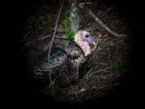 Wild Turkey (Tom)