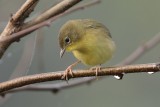 Common Yellowthroat (Female)