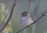 Chipping Sparrow