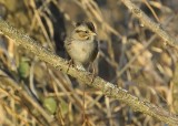 Swamp Sparrow