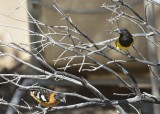 Scotts Oriole (Male)