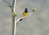 Scotts Oriole (Male)