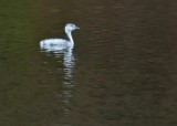 Horned Grebe (Winter Plumage)