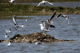 Goéland argenté Larus argentatus - European Herring Gull