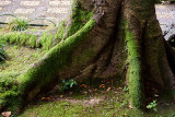 Lingering Garden