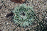 Starburst Anemone (Anthopleura sola) in a tide pool