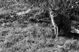 Feral cat enjoying the sun.