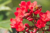 Honeybee on Jatropha integerrima