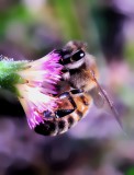 Honeybee and Dandelion