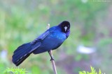 Boat-tailed grackle (Quiscalus major)