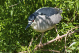 Black-Crowned Night Heron (Nycticorax nycticorax)