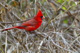 Northern Cardinal (Cardinalis cardinalis)