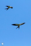 Swallow-Tailed Kite (Elanoides forficatus)