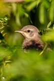 Northern Mockingbird (Mimus polyglottos) Fledgling