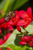 Honeybee landing on Spicy Jatropha (Jatropha integerrima)