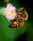 Honey bee (Apis sp.) on a Dandelion