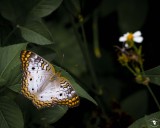 White Peacock Butterfly (Anartia jatrophae)