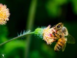Honeybee (Apis sp.)