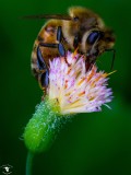 Honey Bee and Dandelion