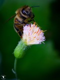 Honey Bee and Dandelion