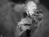 Honey Bee and Dandelion in Black and White
