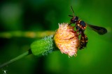 Chalcid Wasp (Leucospis affinis floridana)