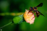Chalcid Wasp (Leucospis affinis floridana)