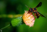 _MG_55603002707 Chalcid Wasp (Leucospis affinis floridana).jpg