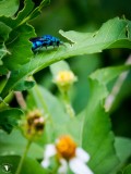 _MG_65723352807 Cuckoo Wasps or Emerald Wasps (Chrysididae).jpg