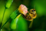 European Honey Bee (Apis mellifera) Liftoff!