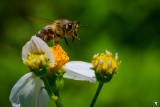 European Honey Bee (Apis mellifera) lifting off