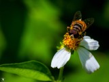 Tachinid fly