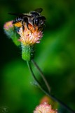 Modest Cuckoo Leaf-Cutter Bee (Coelioxys modesta)