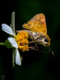 Fiery Skipper Butterfly (Hylephila phyleus) 