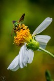Metalic Green Bee (Agapostemon splendens)
