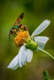 Metalic Green Bee (Agapostemon splendens)