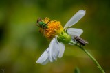 Metalic Green Bee (Agapostemon splendens) & a housefly (Musca domestica)