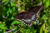 Eastern Black Swallowtail (Papilio polyxenes)