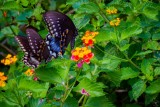 Eastern Black Swallowtail (Papilio polyxenes)
