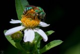 Metallic Green Bee (Agapostemon splendens)