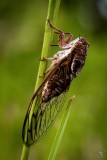southern dog-day cicada (Neotibicen davisi)