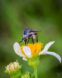 Bee Fly (Toxophora amphitea)