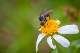 Bee Fly (Toxophora amphitea)
