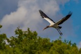 An Immature Wood Stork flies over a rookery in central Florida