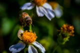 Honey Bee in Flight over a Spanish Needles Bloom